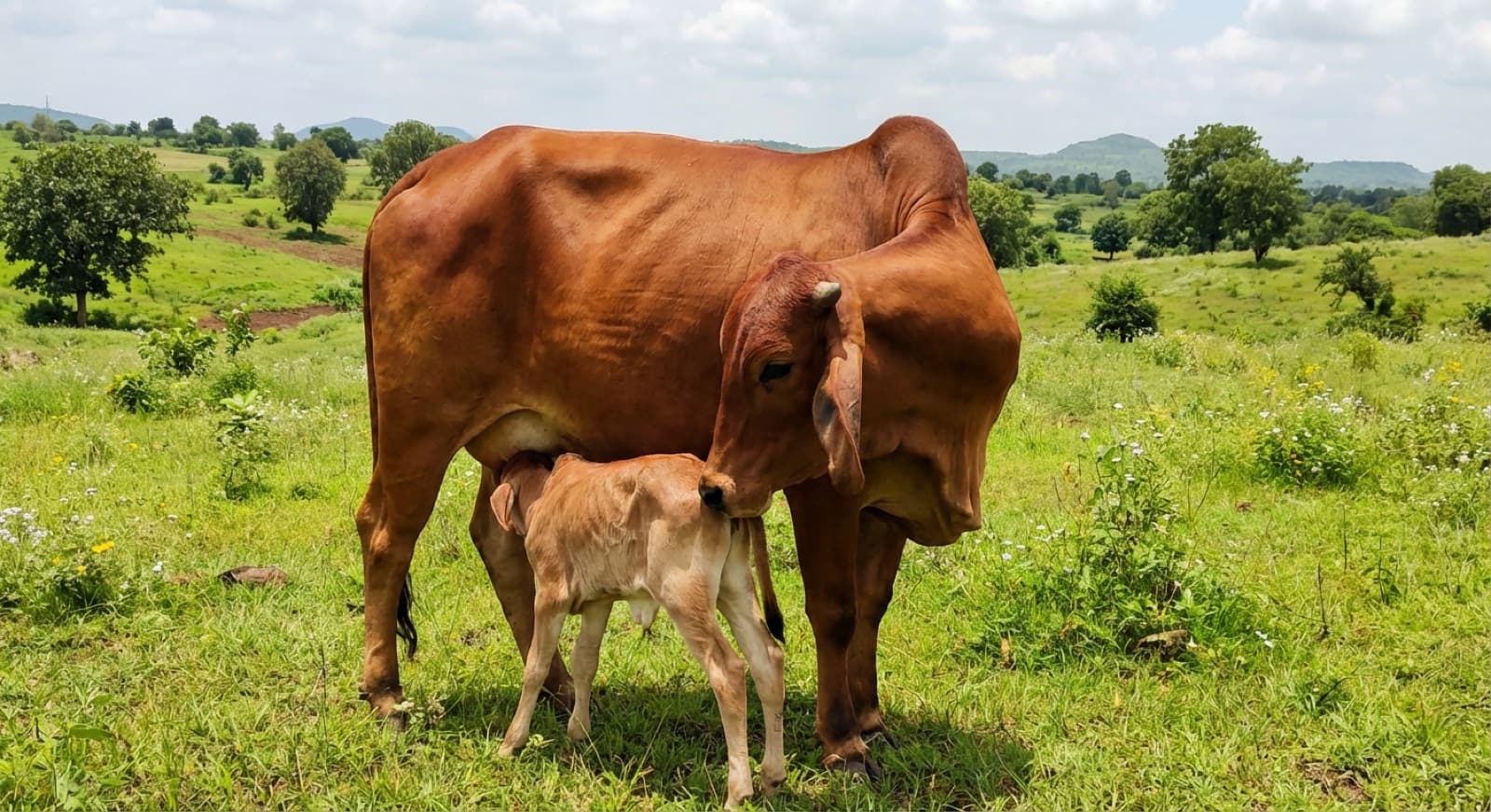 Cow with her calf grazing in a green field
