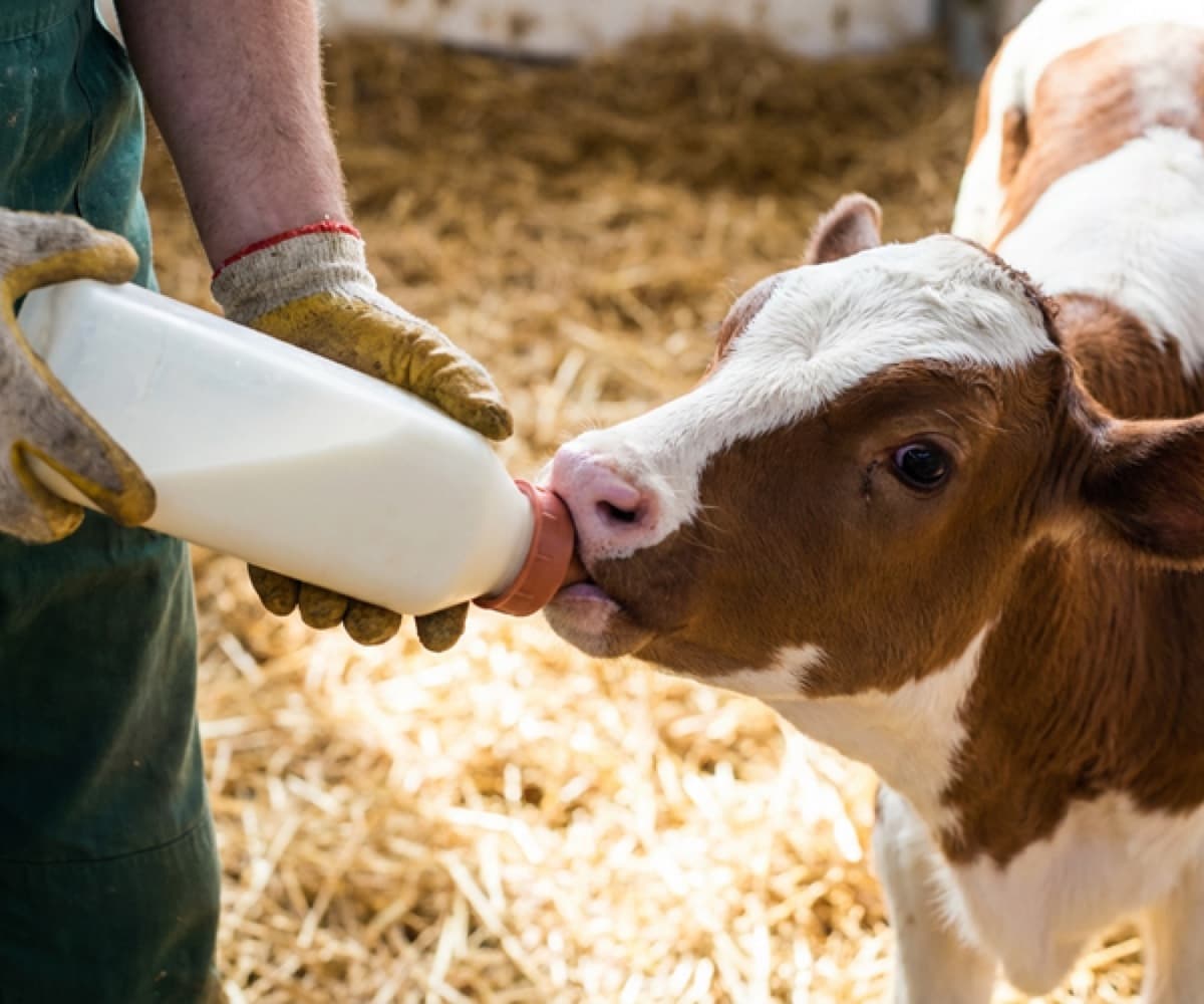 Ahimsa and Compassion: Caring for Every Cow