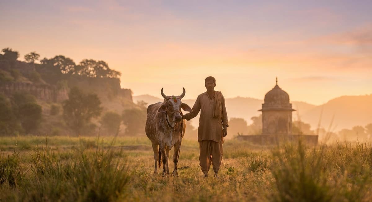 Cows at the goshala