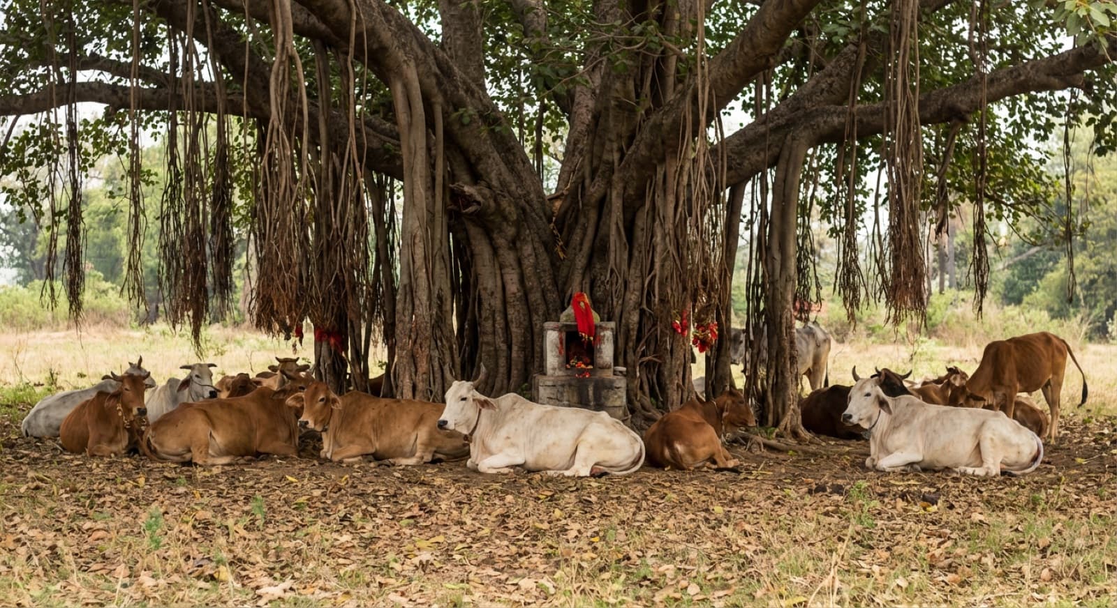 Cows resting under a large banyan tree