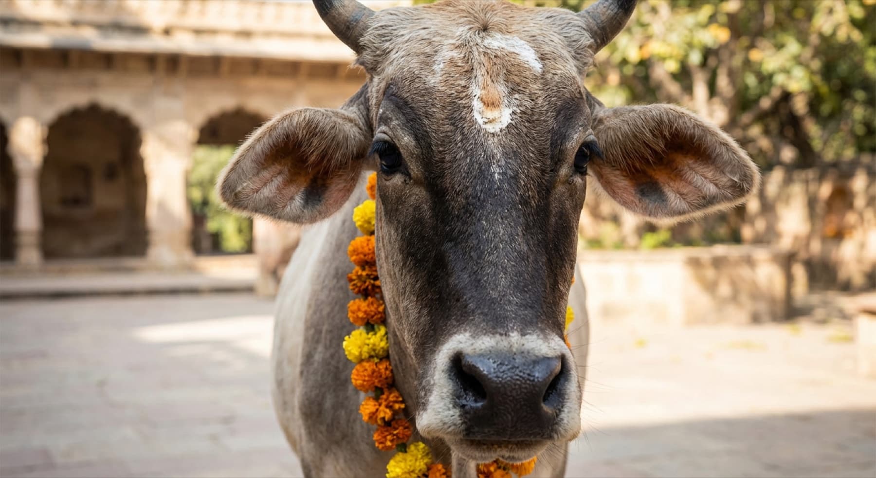 A sacred cow adorned with a marigold garland